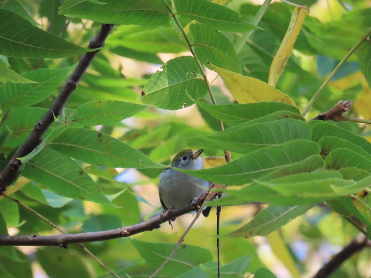 Chestnut-sided Warbler - ML624014210