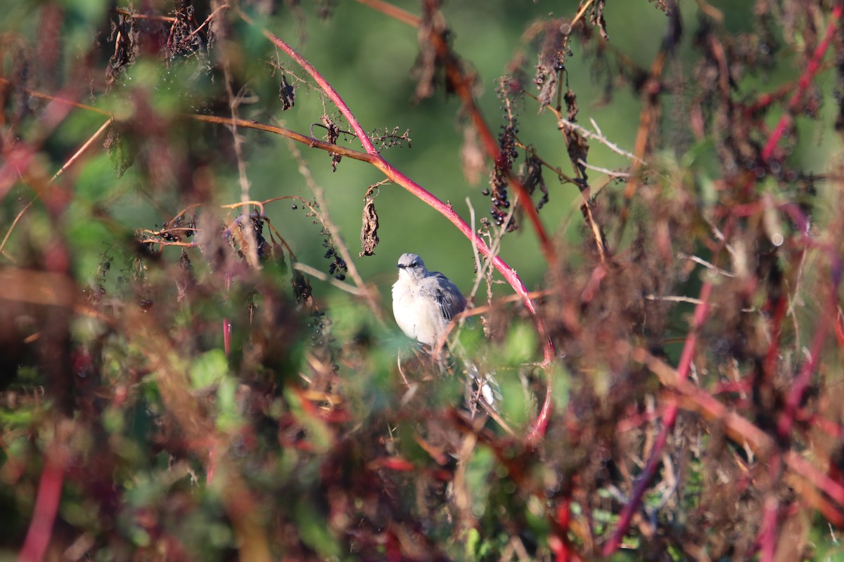 Northern Mockingbird - ML624014211