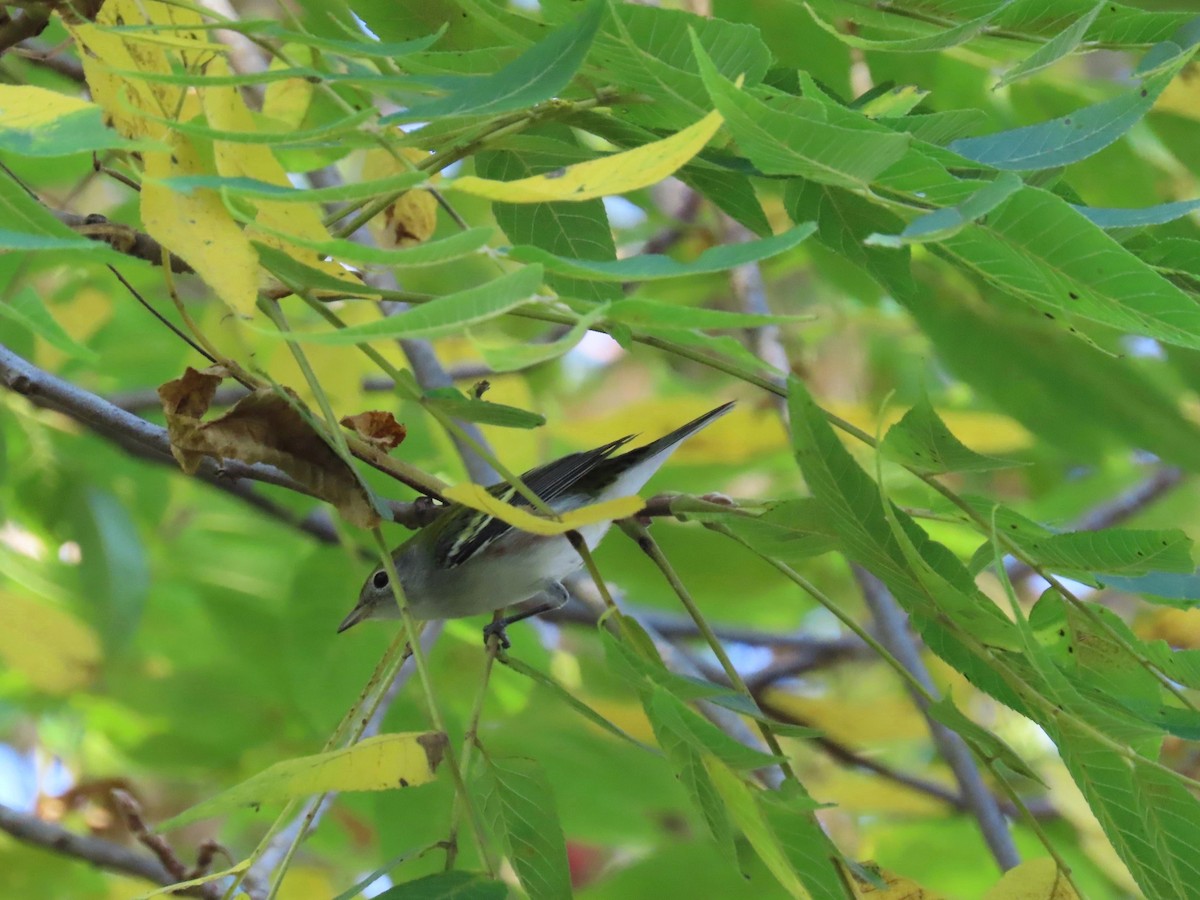 Chestnut-sided Warbler - ML624014212