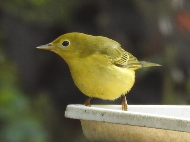 Paruline jaune - ML624014214