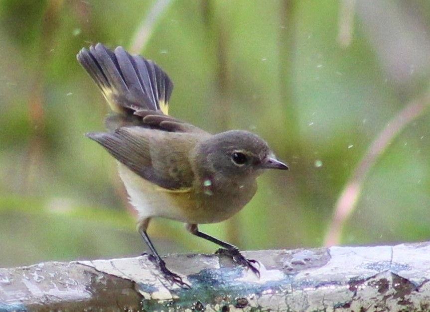 American Redstart - ML624014219