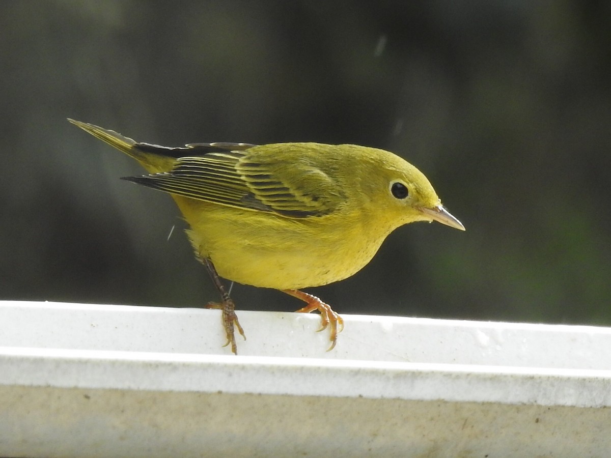 Yellow Warbler - Randy Wardle