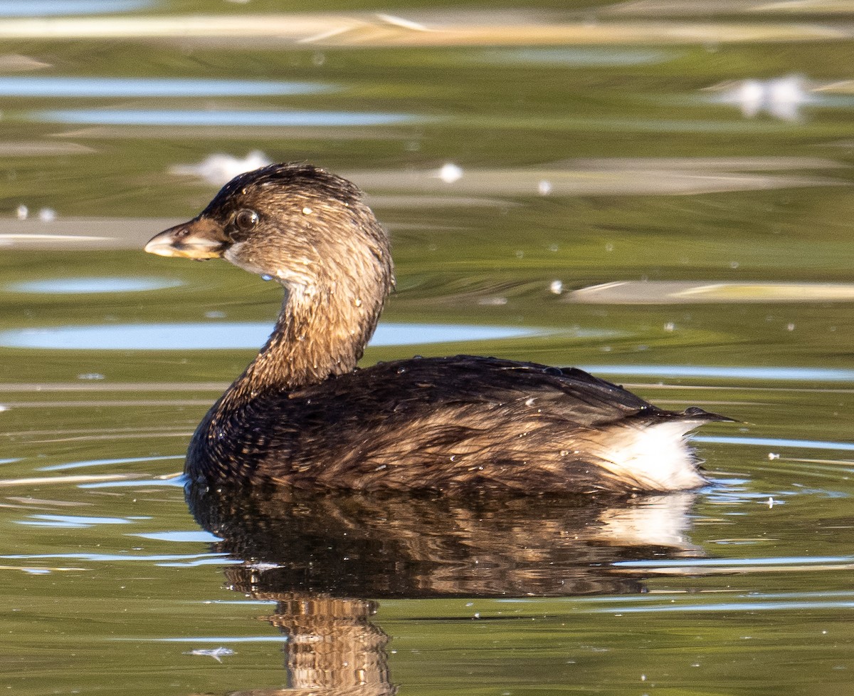 Pied-billed Grebe - ML624014221