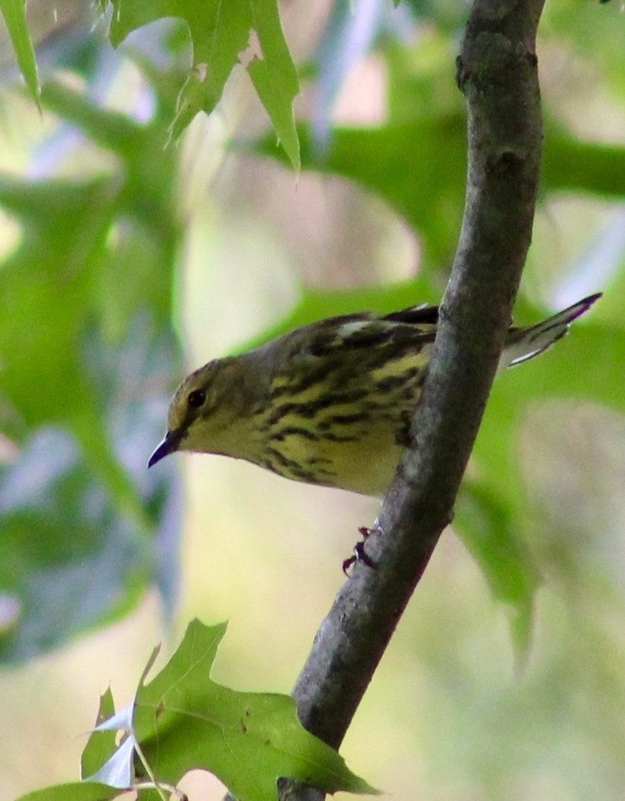 Cape May Warbler - ML624014232