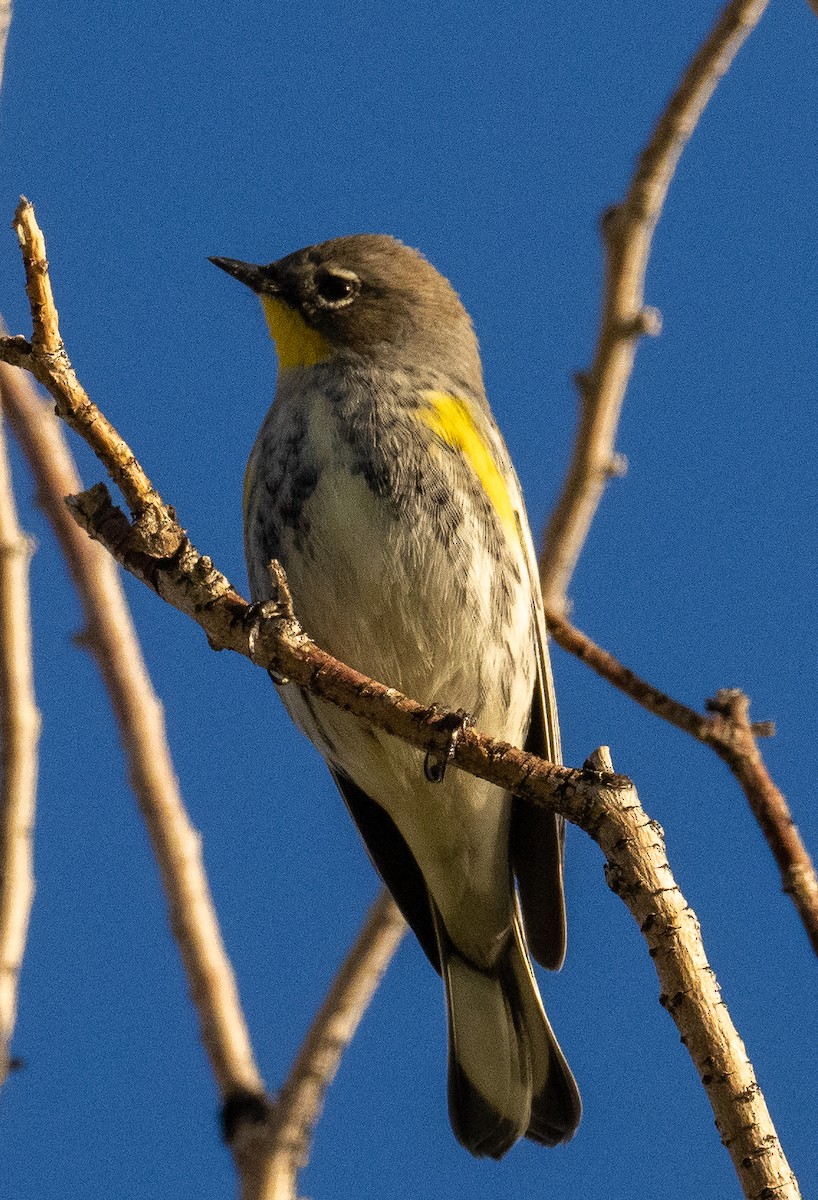 Yellow-rumped Warbler - ML624014238