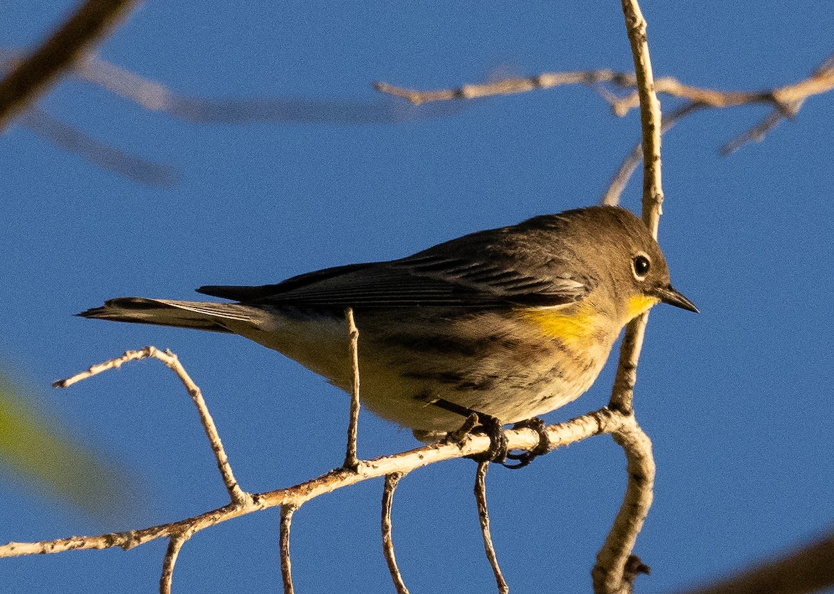 Yellow-rumped Warbler - ML624014240