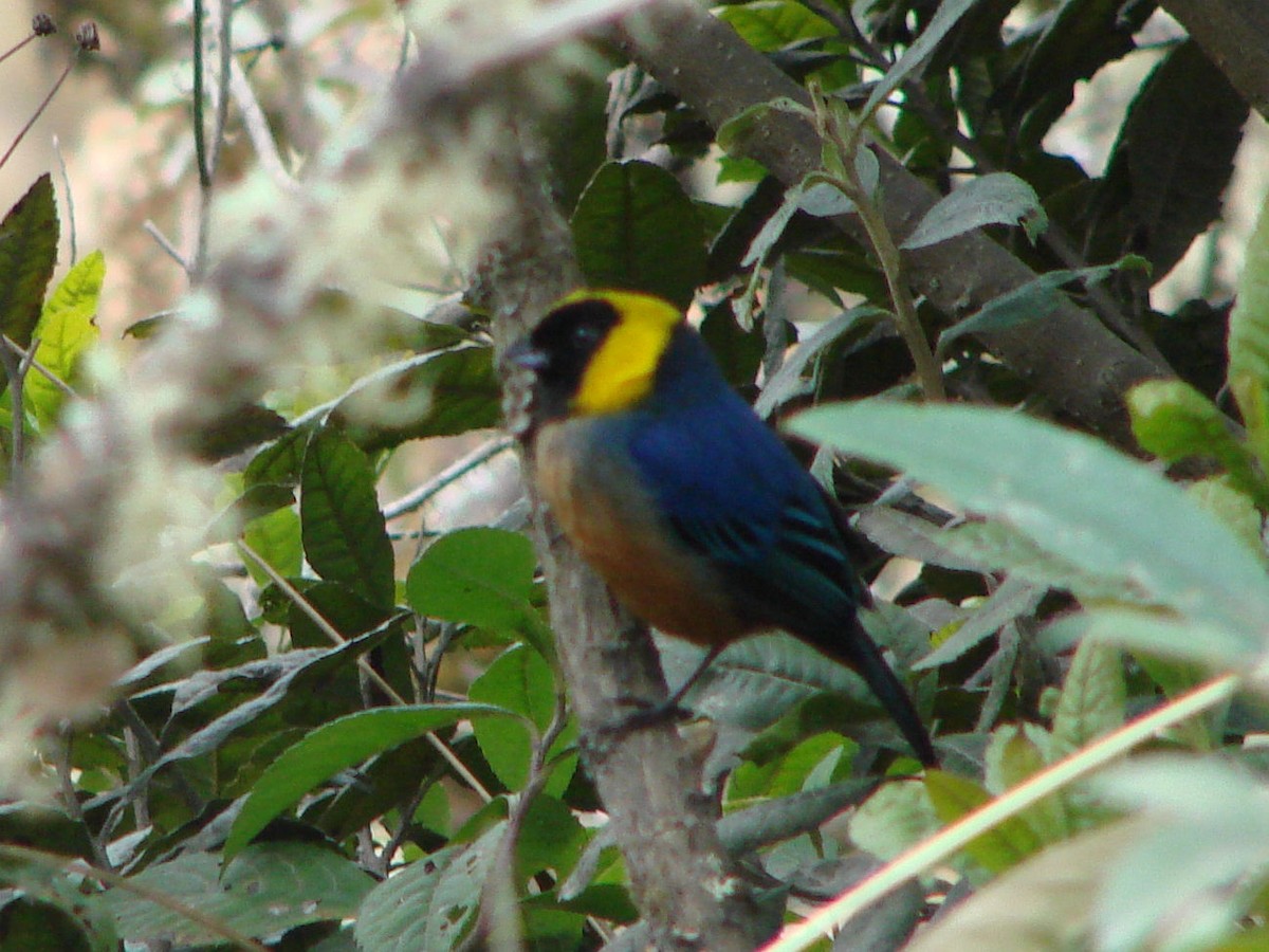 Golden-collared Tanager - ML624014248