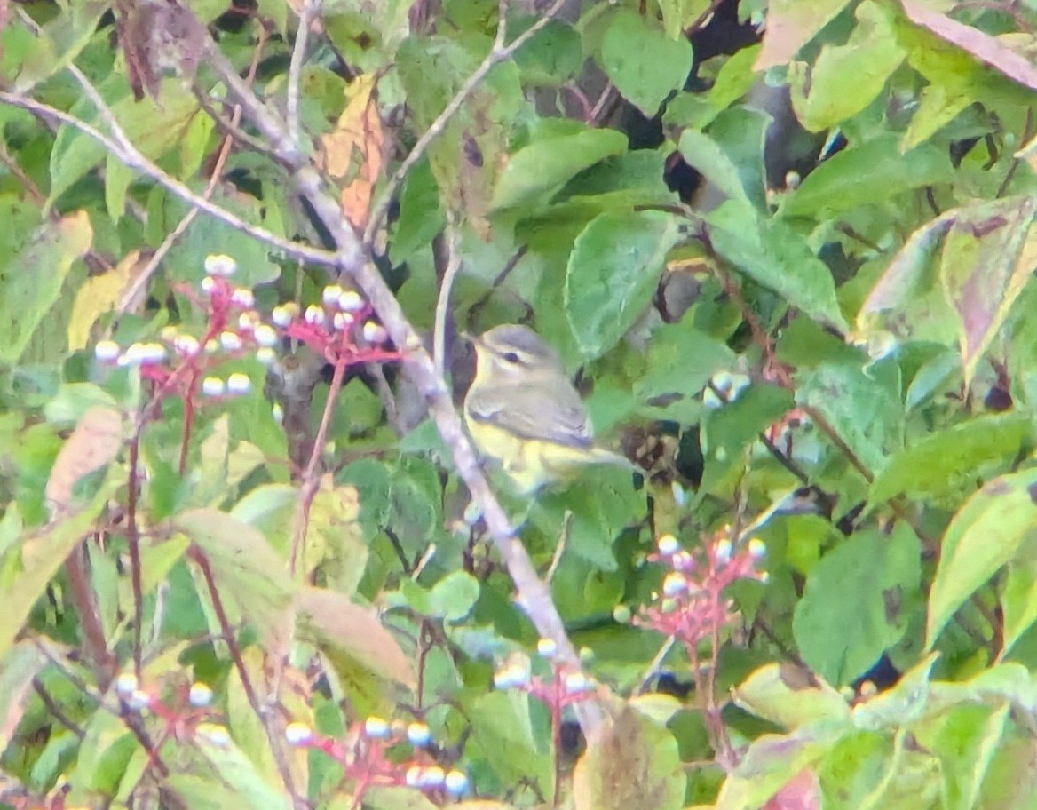 Philadelphia Vireo - ML624014249