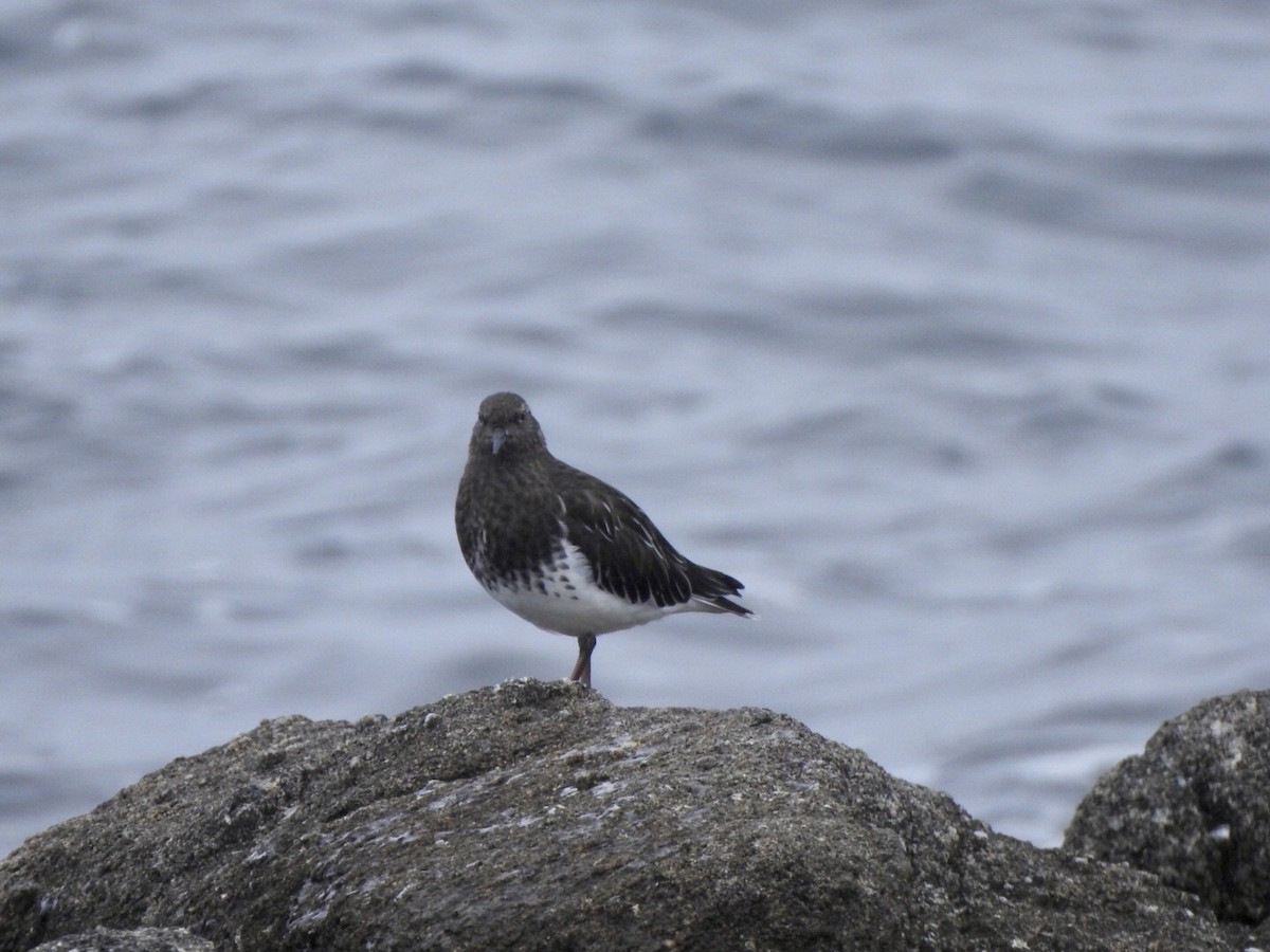 Black Turnstone - ML624014260