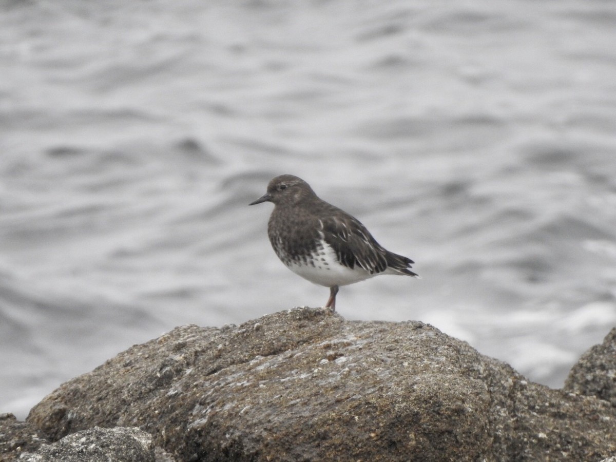 Black Turnstone - ML624014261