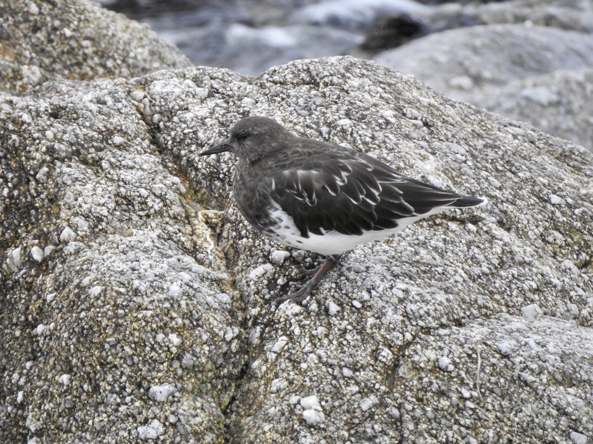 Black Turnstone - ML624014279