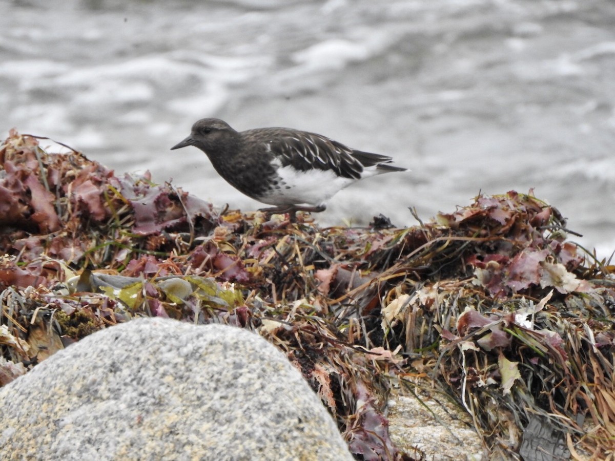 Black Turnstone - ML624014280