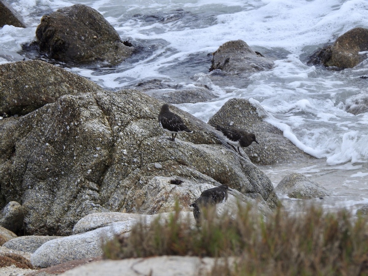 Black Turnstone - ML624014281