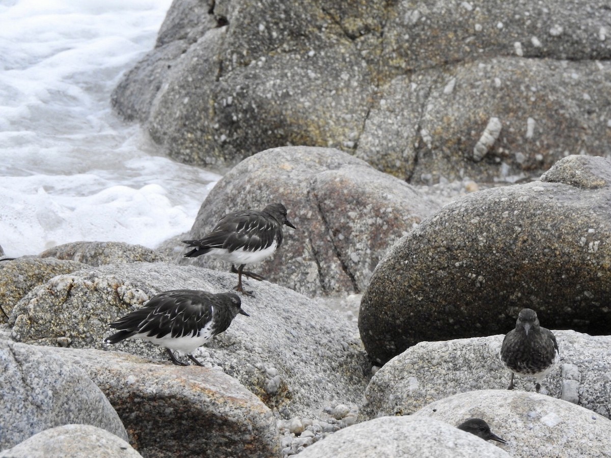 Black Turnstone - ML624014282