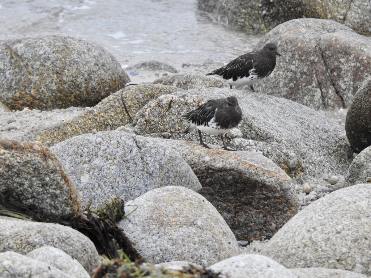 Black Turnstone - ML624014283