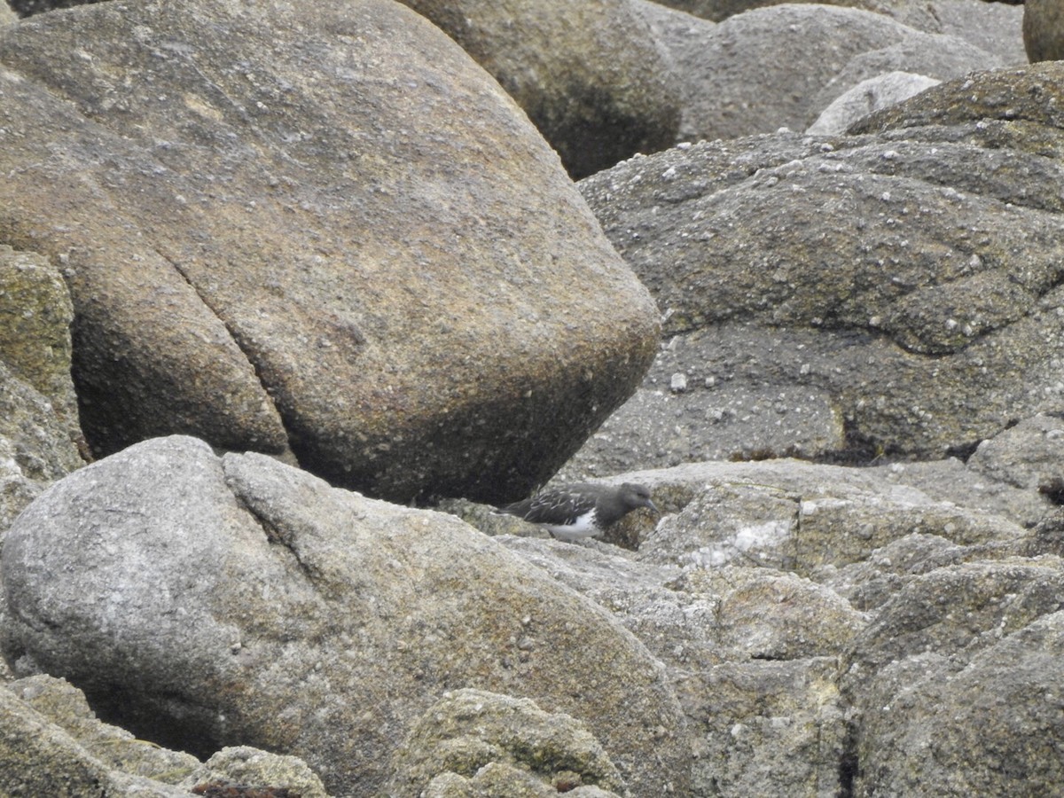 Black Turnstone - ML624014284