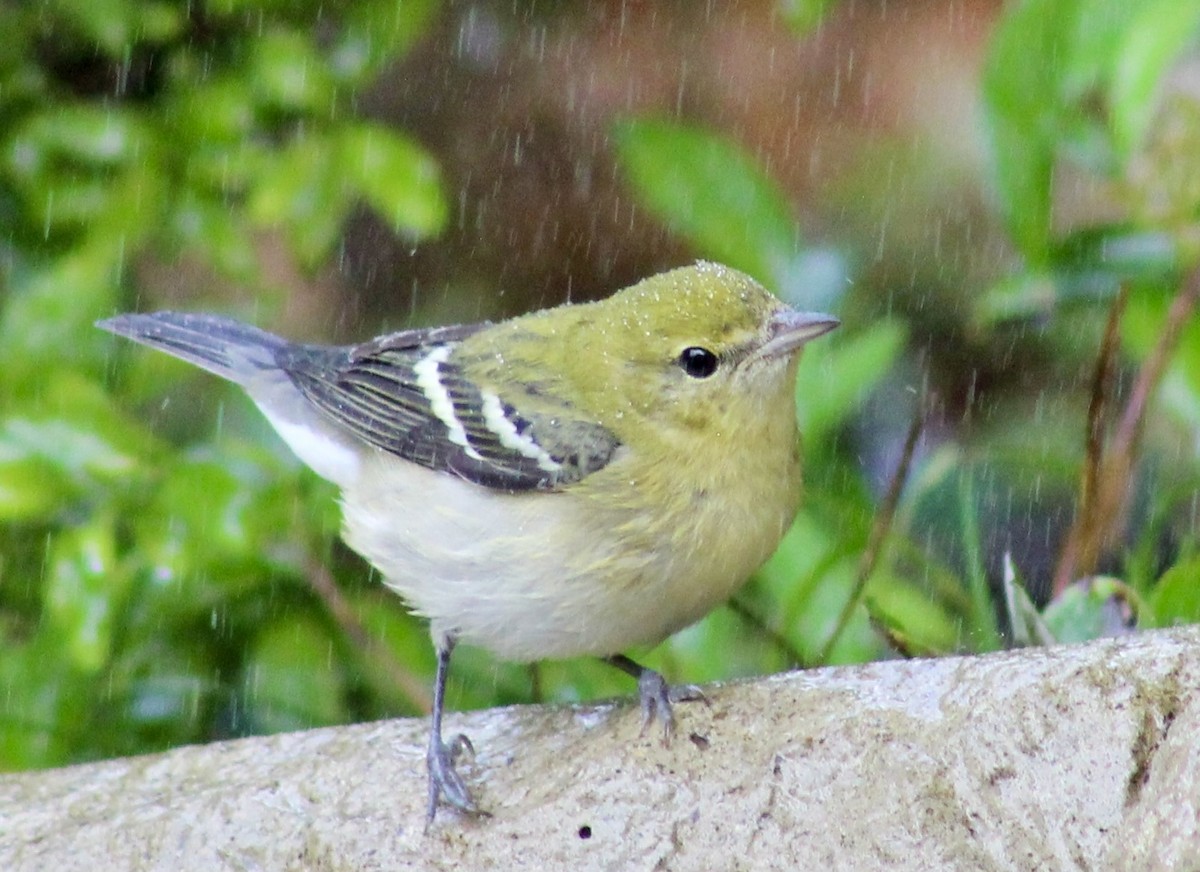 Bay-breasted Warbler - ML624014305