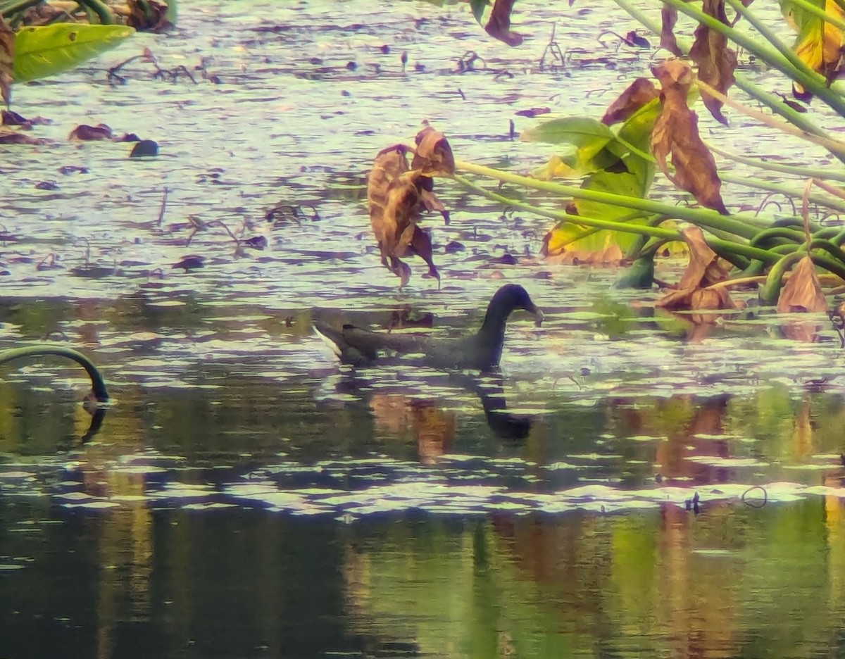 Common Gallinule - ML624014307