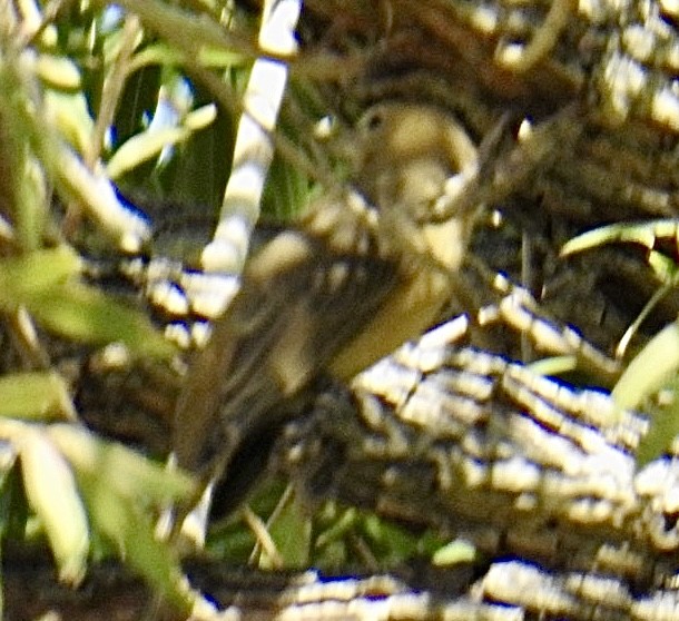 Summer Tanager - Brian Ison