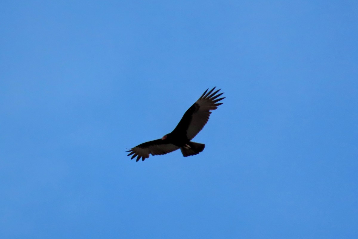 Turkey Vulture - ML624014316