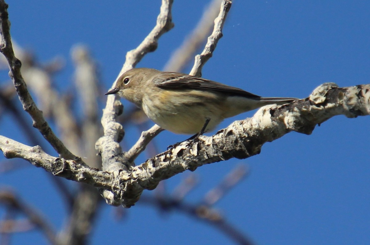 Yellow-rumped Warbler - ML624014328