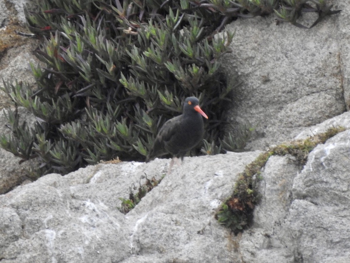 Black Oystercatcher - ML624014364