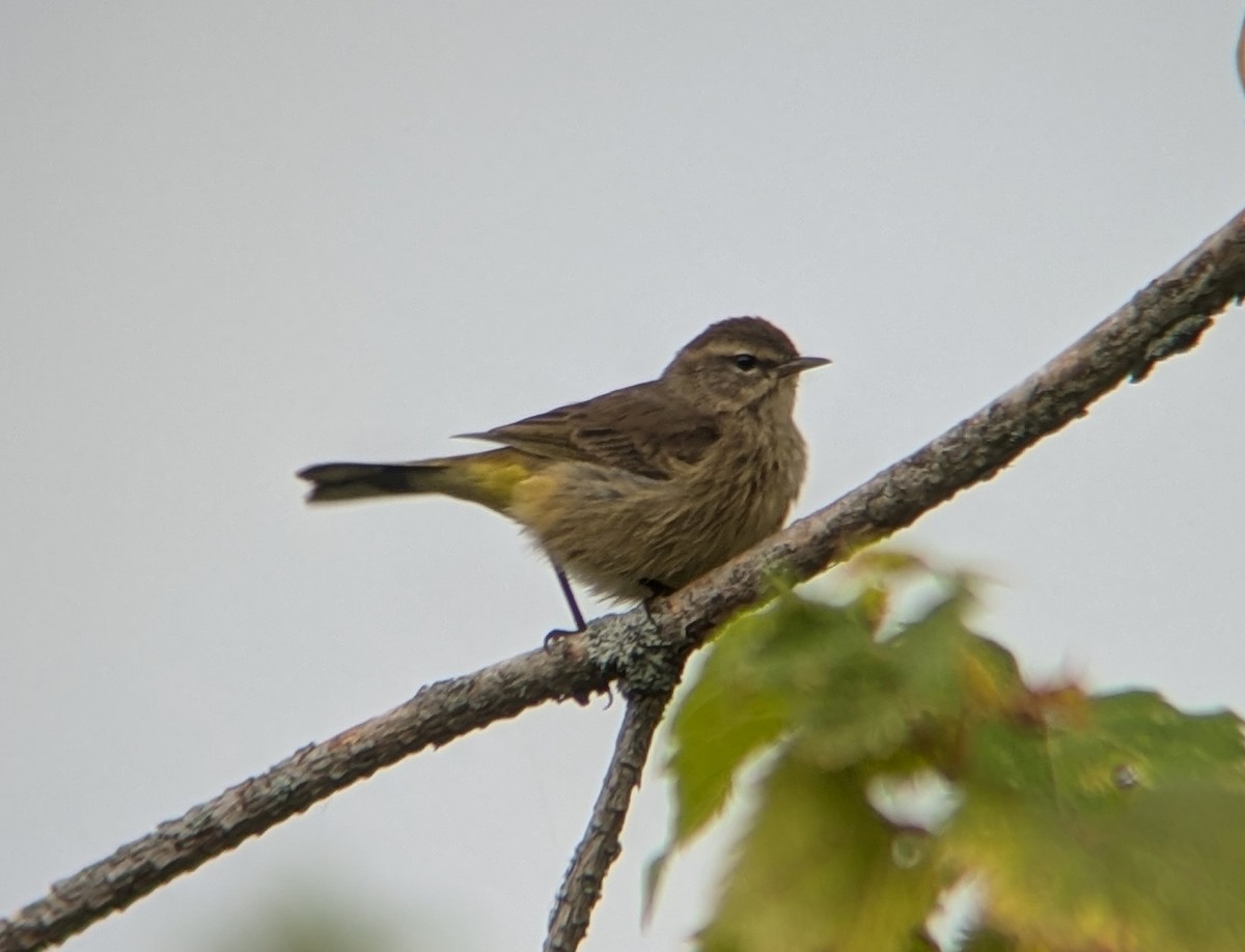 Palm Warbler - ML624014368