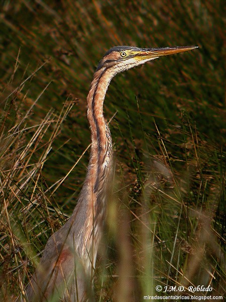 Purple Heron - ML624014371