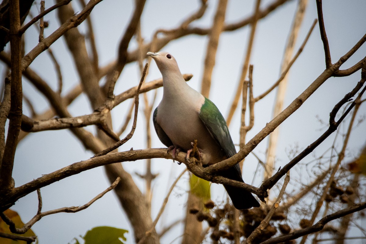 Green Imperial-Pigeon - ML624014372