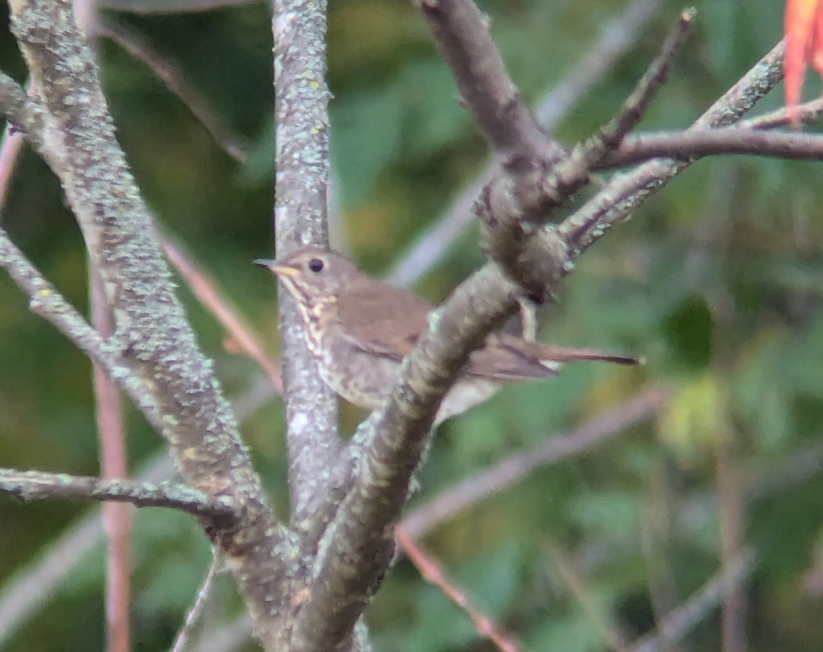 Gray-cheeked Thrush - ML624014373