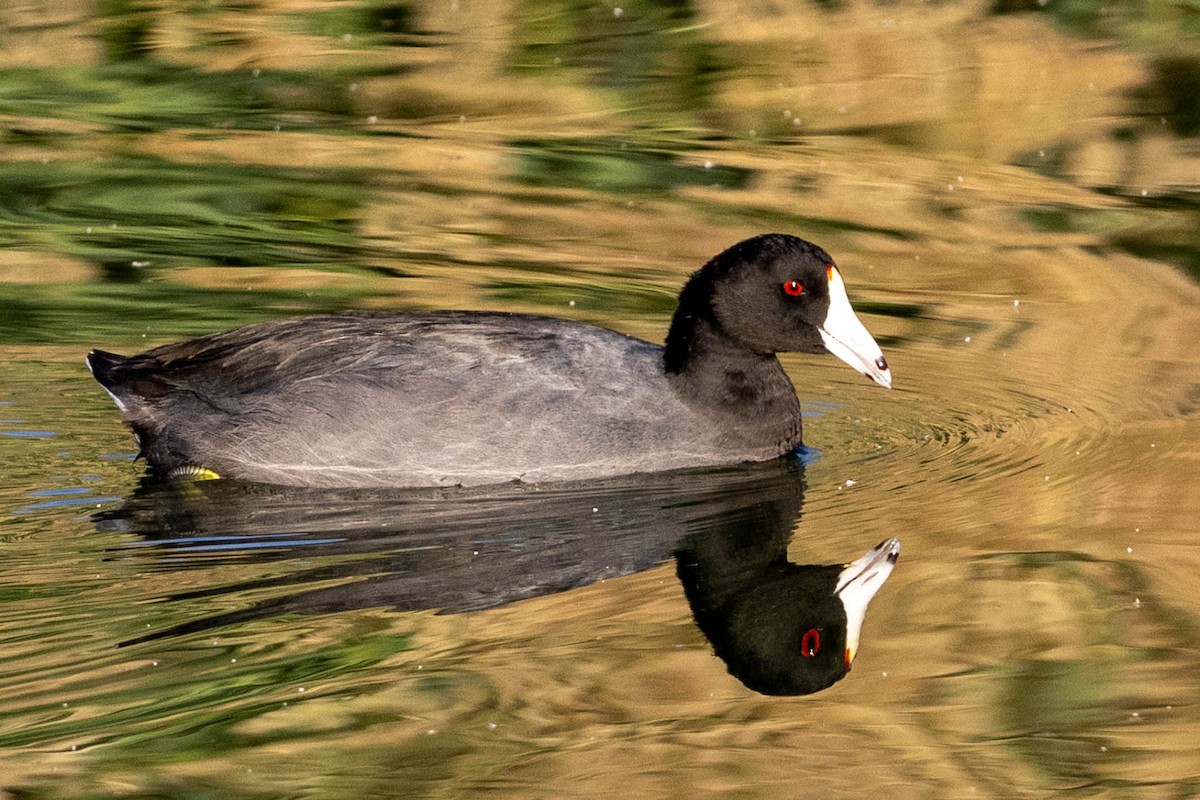 American Coot - ML624014377