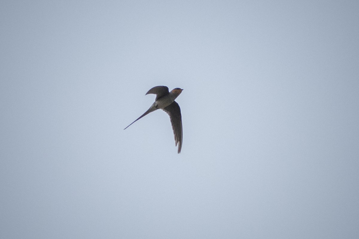 Crested Treeswift - ML624014378