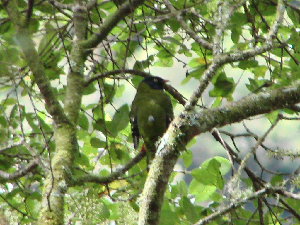 Cotinga barré - ML624014379