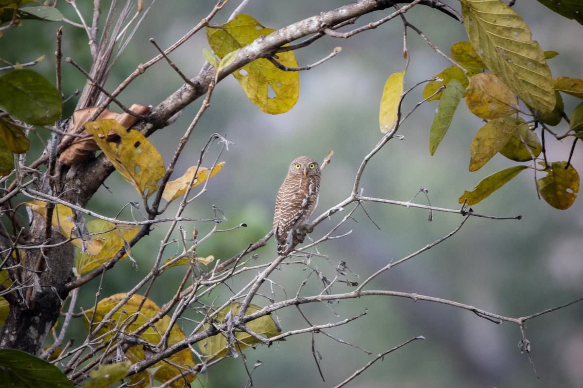 Asian Barred Owlet - ML624014403