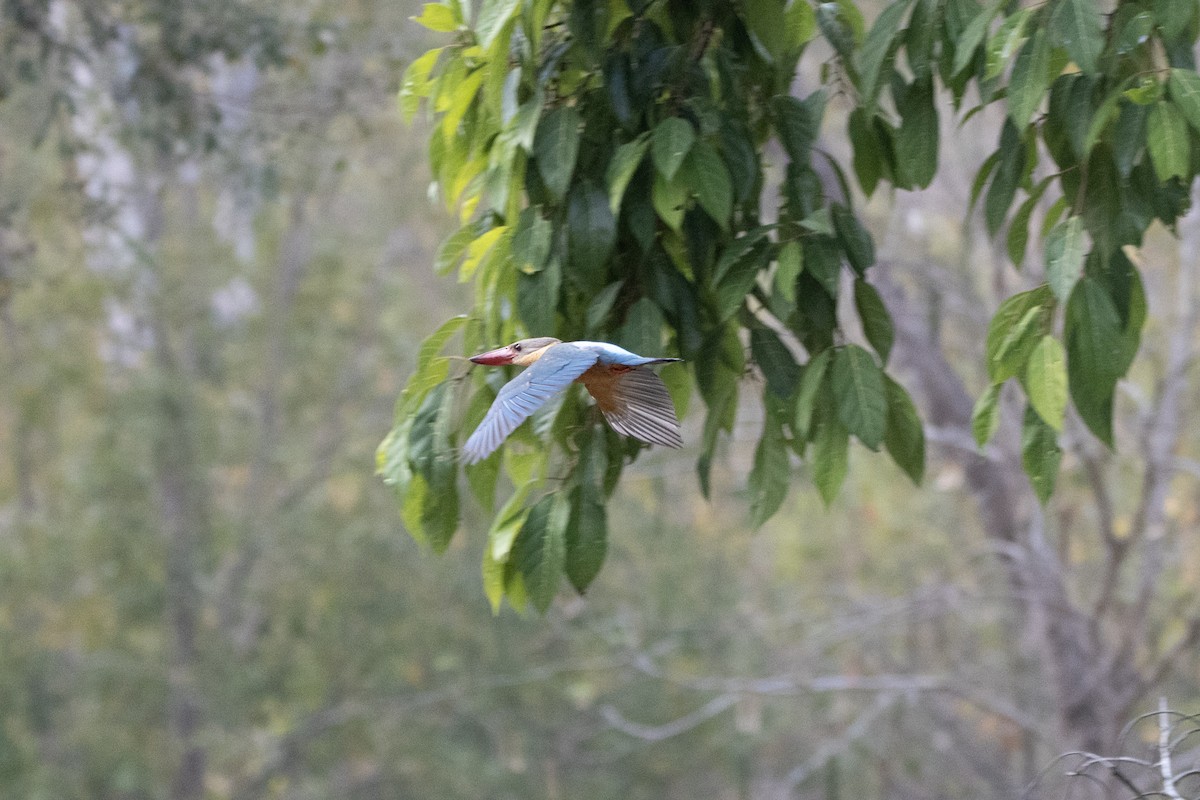 Stork-billed Kingfisher - ML624014407