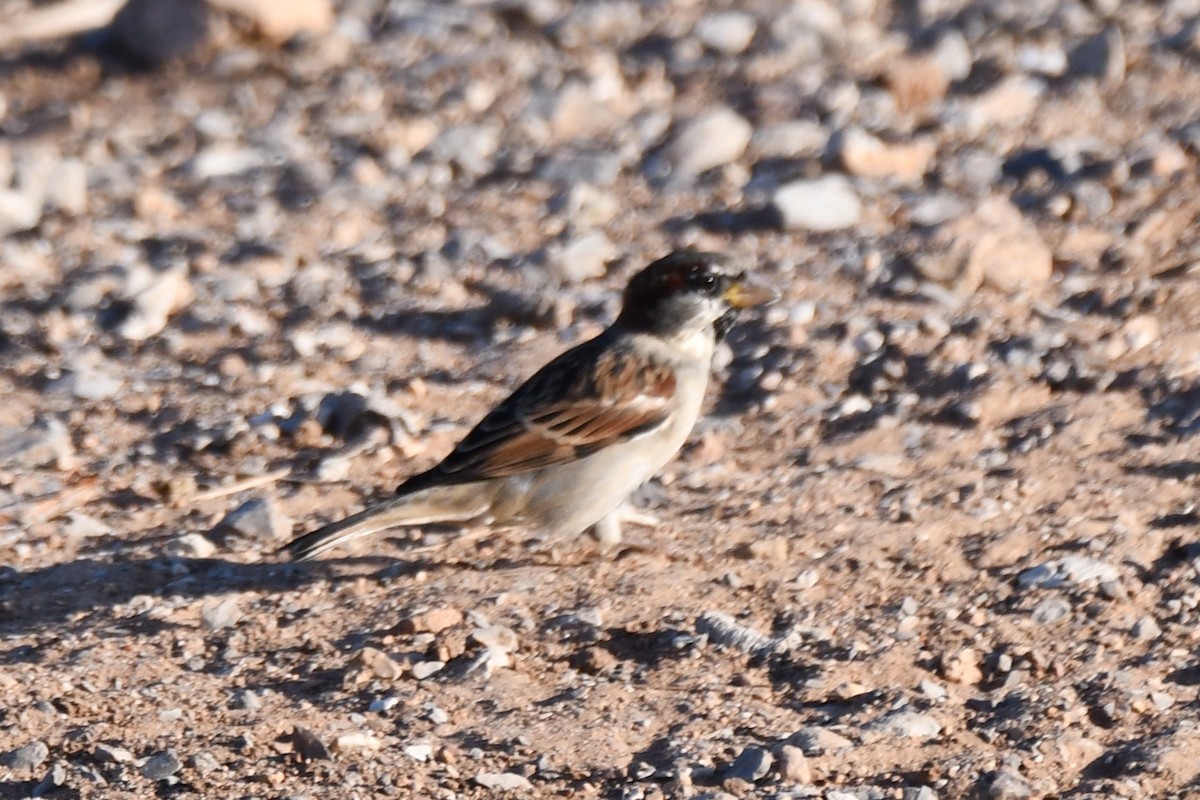 House Sparrow - ML624014410