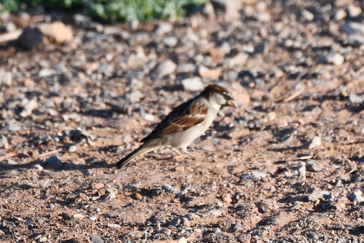 House Sparrow - ML624014411