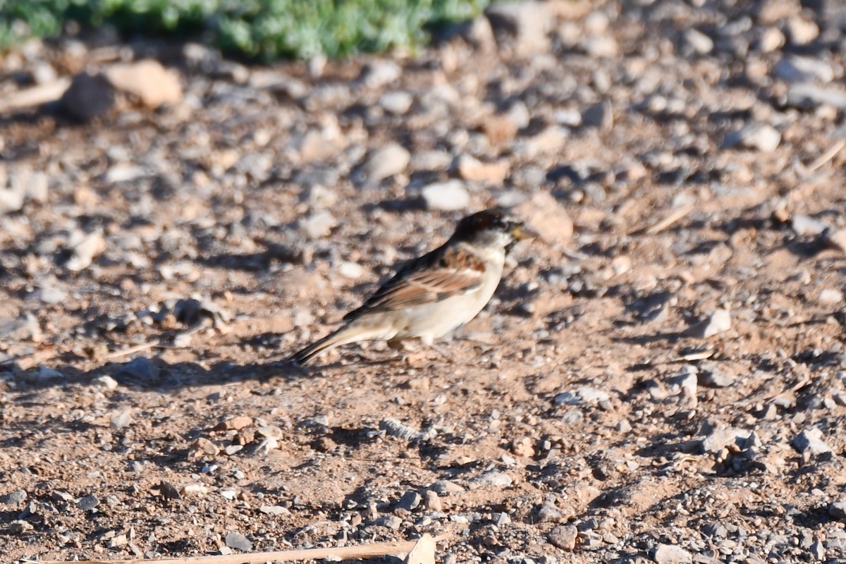 House Sparrow - ML624014412