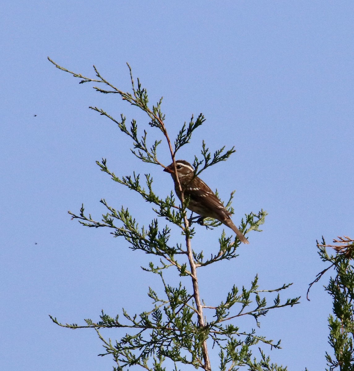 Rose-breasted Grosbeak - ML624014413