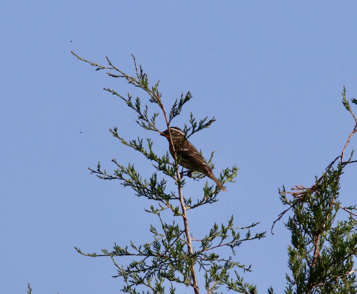 Rose-breasted Grosbeak - ML624014414