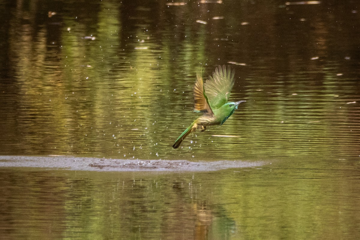 Blue-bearded Bee-eater - ML624014416