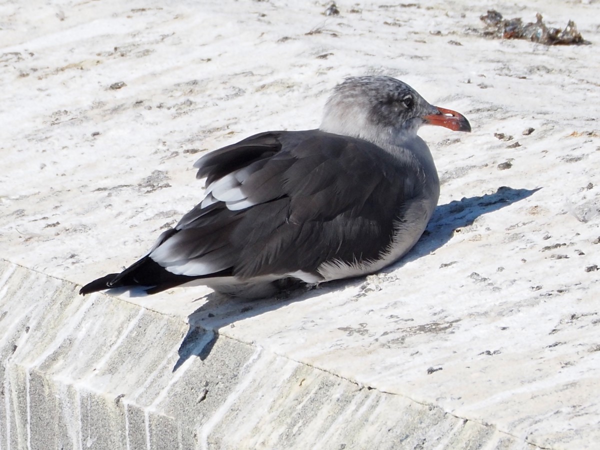 Heermann's Gull - ML624014419