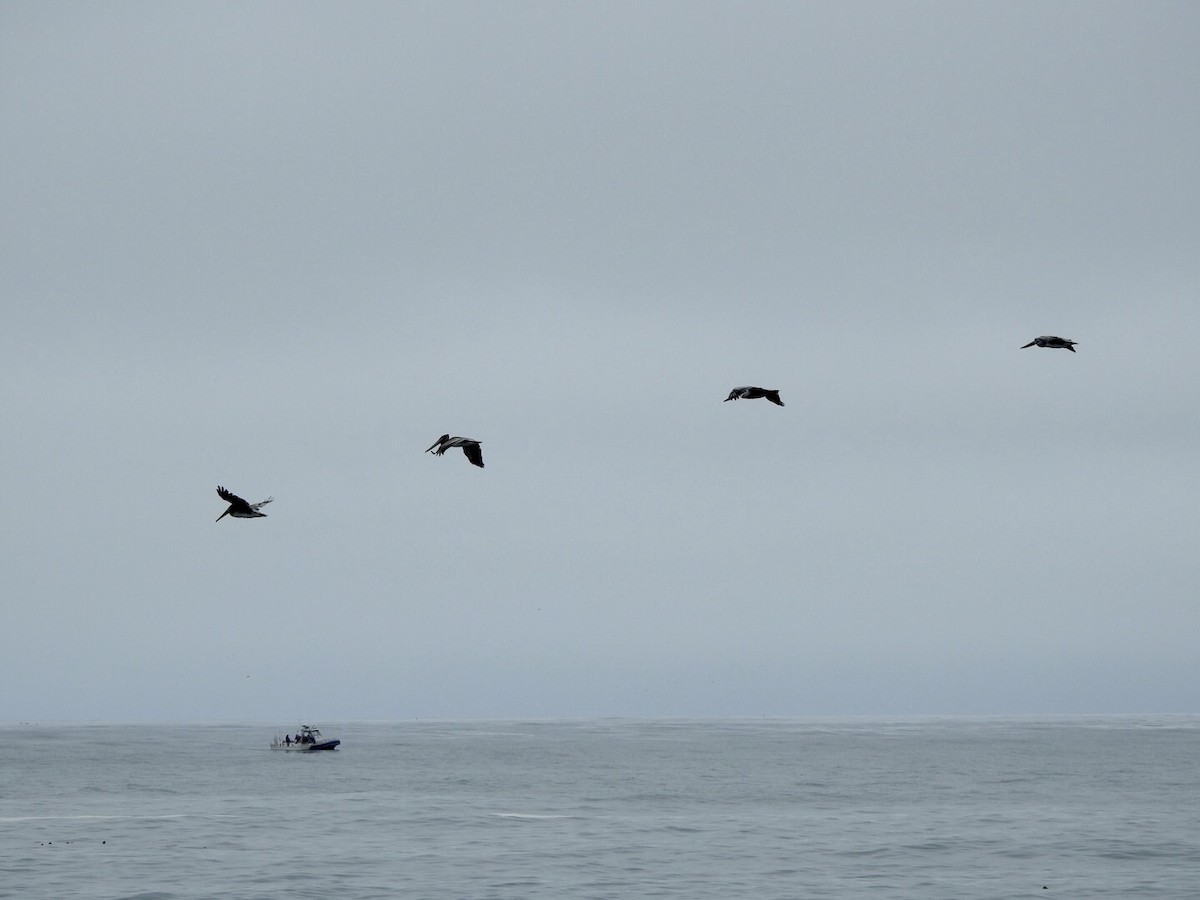 Brown Pelican - ML624014438