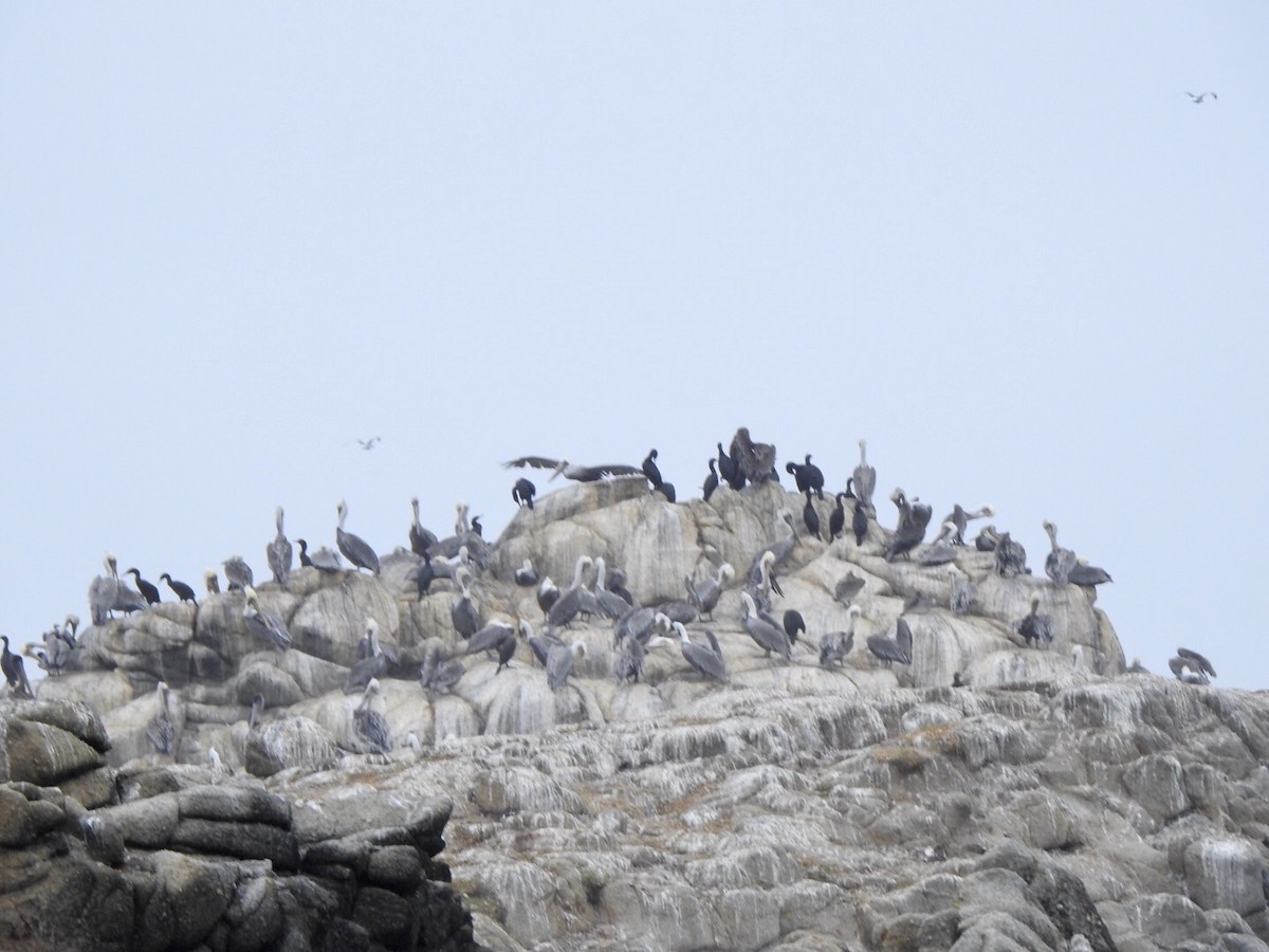 Brown Pelican - ML624014452