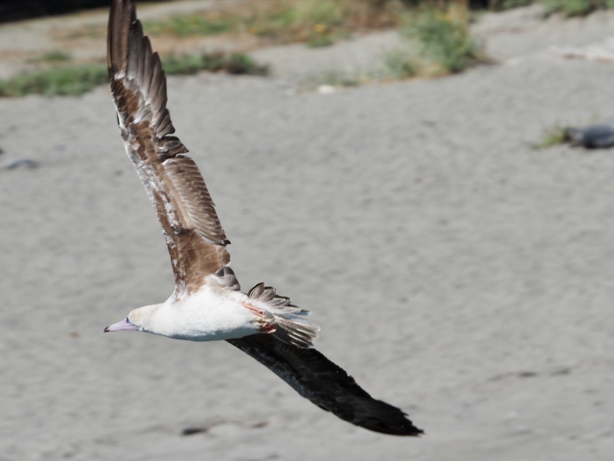 Red-footed Booby - ML624014463