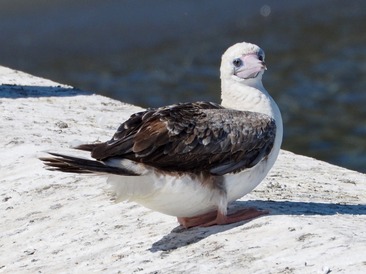 Red-footed Booby - ML624014465