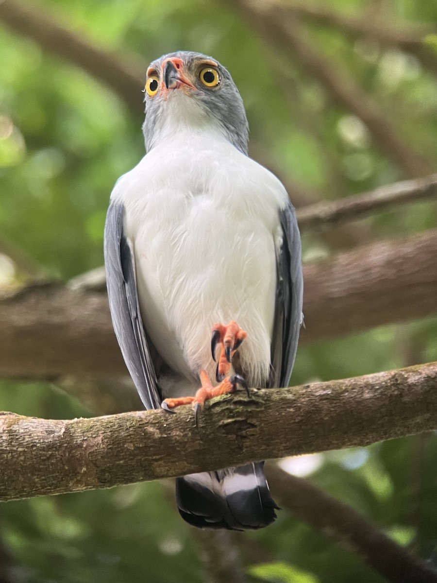 Semiplumbeous Hawk - Rogers "Caribbean Naturalist" Morales