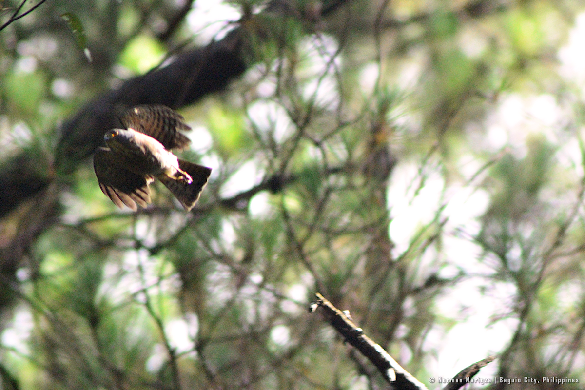 Accipiter sp. - ML624014468