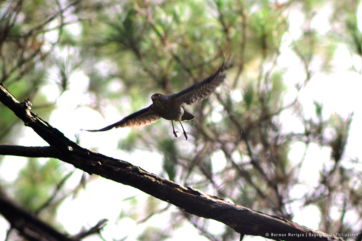 Accipiter sp. - ML624014469