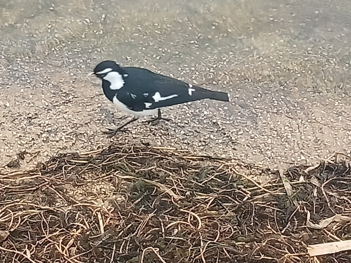 Magpie-lark - ML624014470